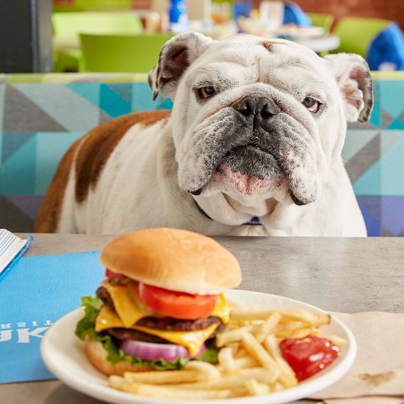 Griff the bulldog sitting in a booth of a dining hall with a plate of hamburger and french fries on the table